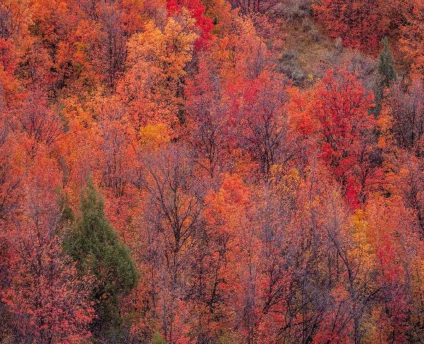Gulin, Sylvia 아티스트의 USA-Idaho-St Charles-hillside along dirt road 411 and Fall colored Canyon Maples in Reds작품입니다.